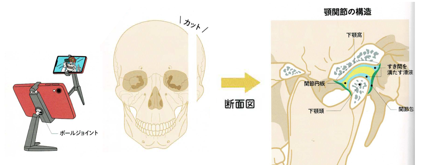顎関節はボールジョイントで GoGo！